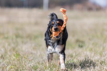 Trixie Spieltau mit eingeflochtenem Ball Hundespielzeug